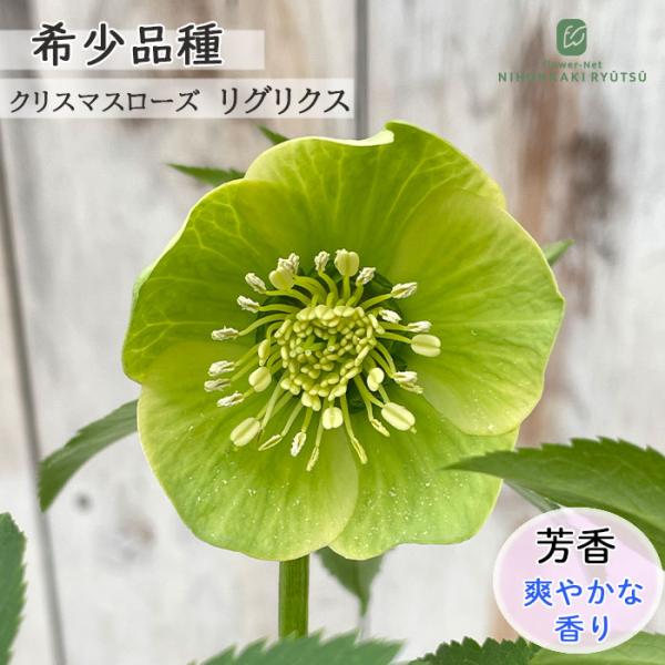 クリスマスローズ リグリクス 5号鉢 送料無料 原種クリスマスローズ