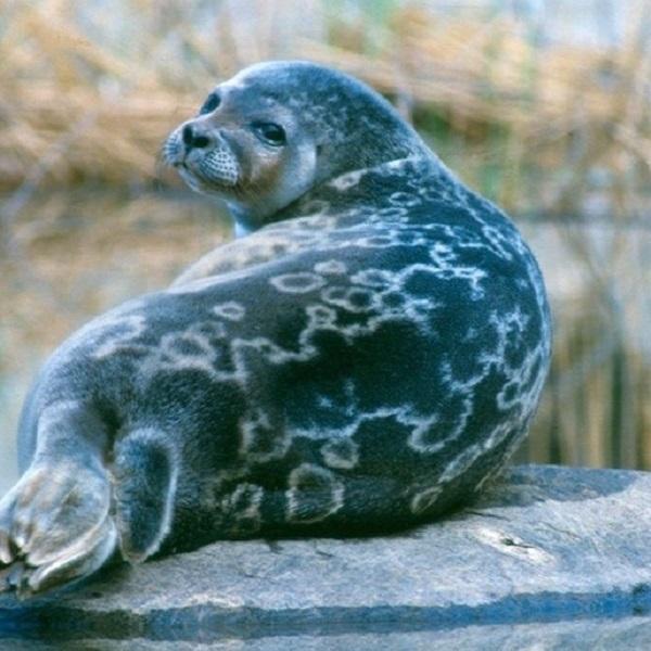 LAPUAN KANKURIT ラプアンカンクリ SAIMAANNORPPA サイマーンノルッパ