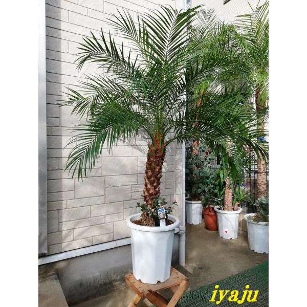 フェニックスロベレニー（0211） 八丈島産 ヤシの木 シンノウヤシ 10号