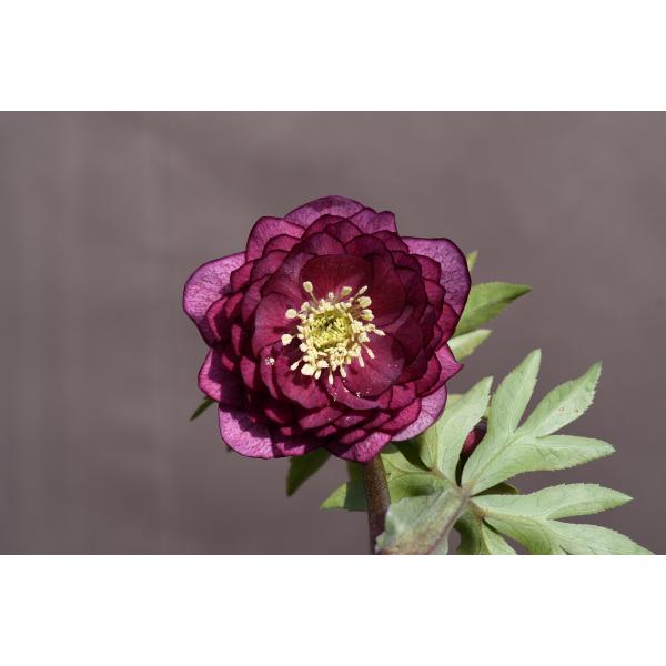 チャッピ様ご購入苗㉖-195クリスマスローズ チャッピ様ご購入苗㉖-195