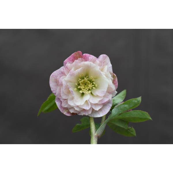 クリスマスローズ開花株 DD多弁咲き分け絞り咲き 281 現品限り : 金井