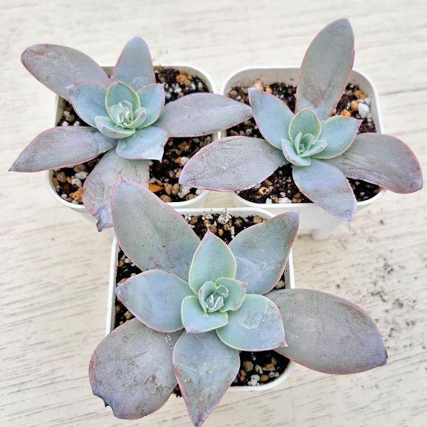 多肉植物 エケベリア カンテ 7.5cmポット苗 : ハニーミント - 通販