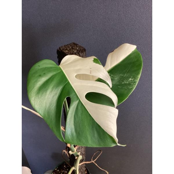 最高級大株 斑入りモンステラ ボルシギアナ ホワイトタイガー ハーフ