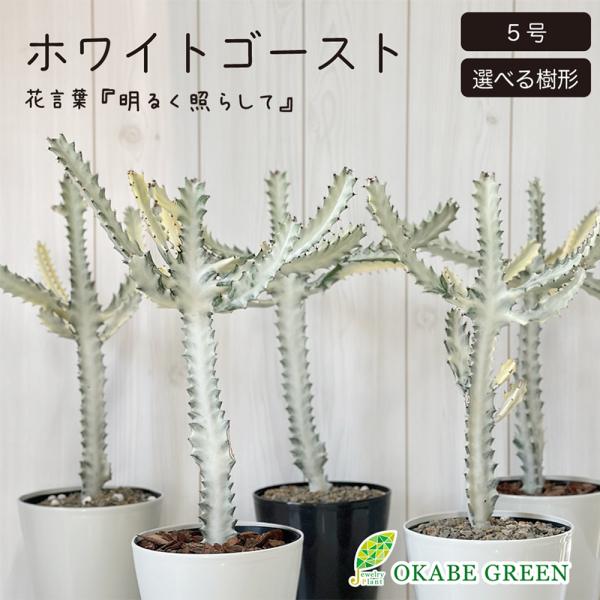 観葉植物 おしゃれ ユーフォルビア ホワイトゴースト 現品 5号 選べる