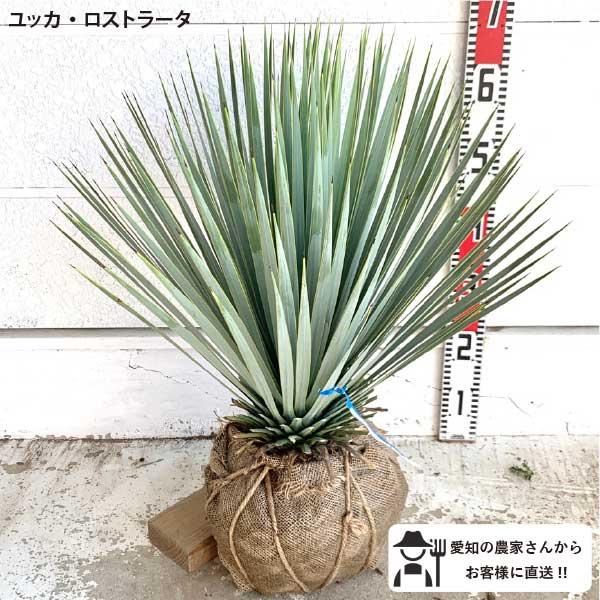 2026年春発送・予約］ユッカ ロストラータ 大株 根巻苗 樹高約40-60cm