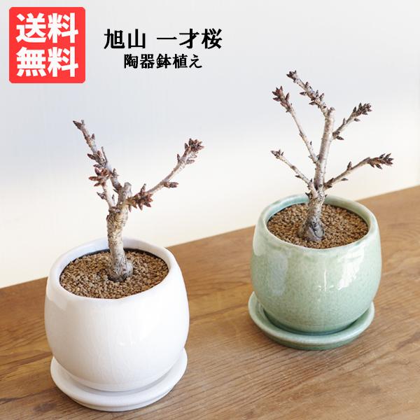 開花間近 桜 一才桜 旭山 陶器鉢植え 盆栽 花芽付き 送料無料 桜の木