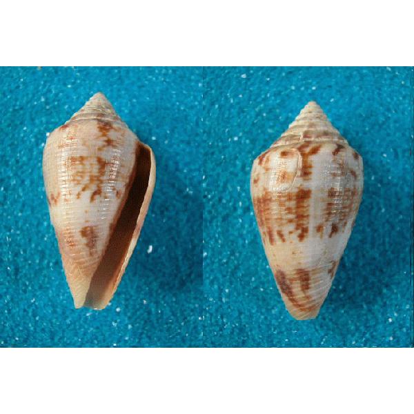 トウガタアネモネイモガイ : 貝殻ストア - 通販 - Yahoo!ショッピング