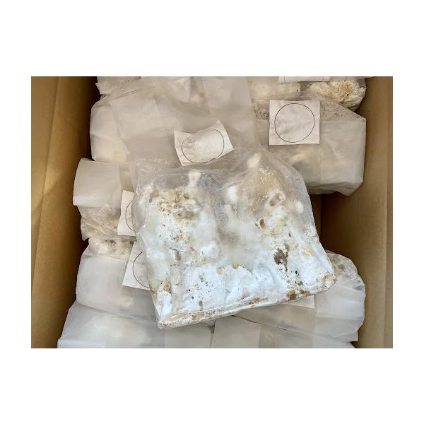 レイシ材 霊芝材 Mサイズ2本入り 安定の産卵実績・害虫雑菌なし・加水