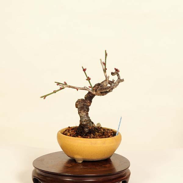 小品盆栽：緋梅*現品限り ヒバイ うめ ウメ Ume : 遊恵盆栽 Yahoo!店