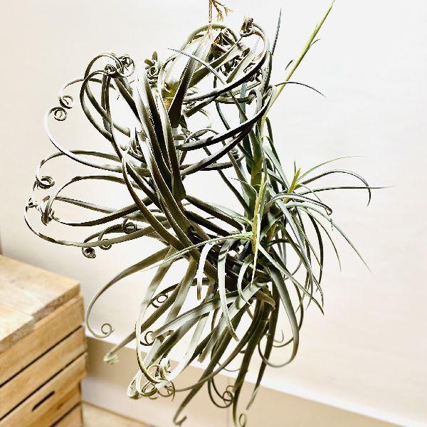 観葉植物：チランジア ドゥラティ*エアープランツ 現品限り 開花済