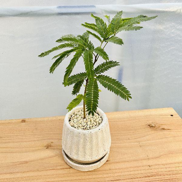 おしゃれ 観葉植物：エバーフレッシュ 鉢植え 受皿付*ネムノキ