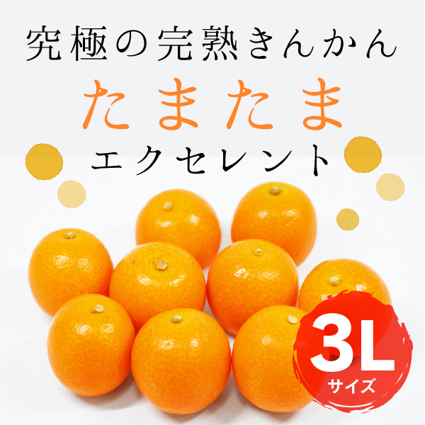 きんかんたまたまエクセレント3L｜｜│JAみやざき 日向オンラインショップ