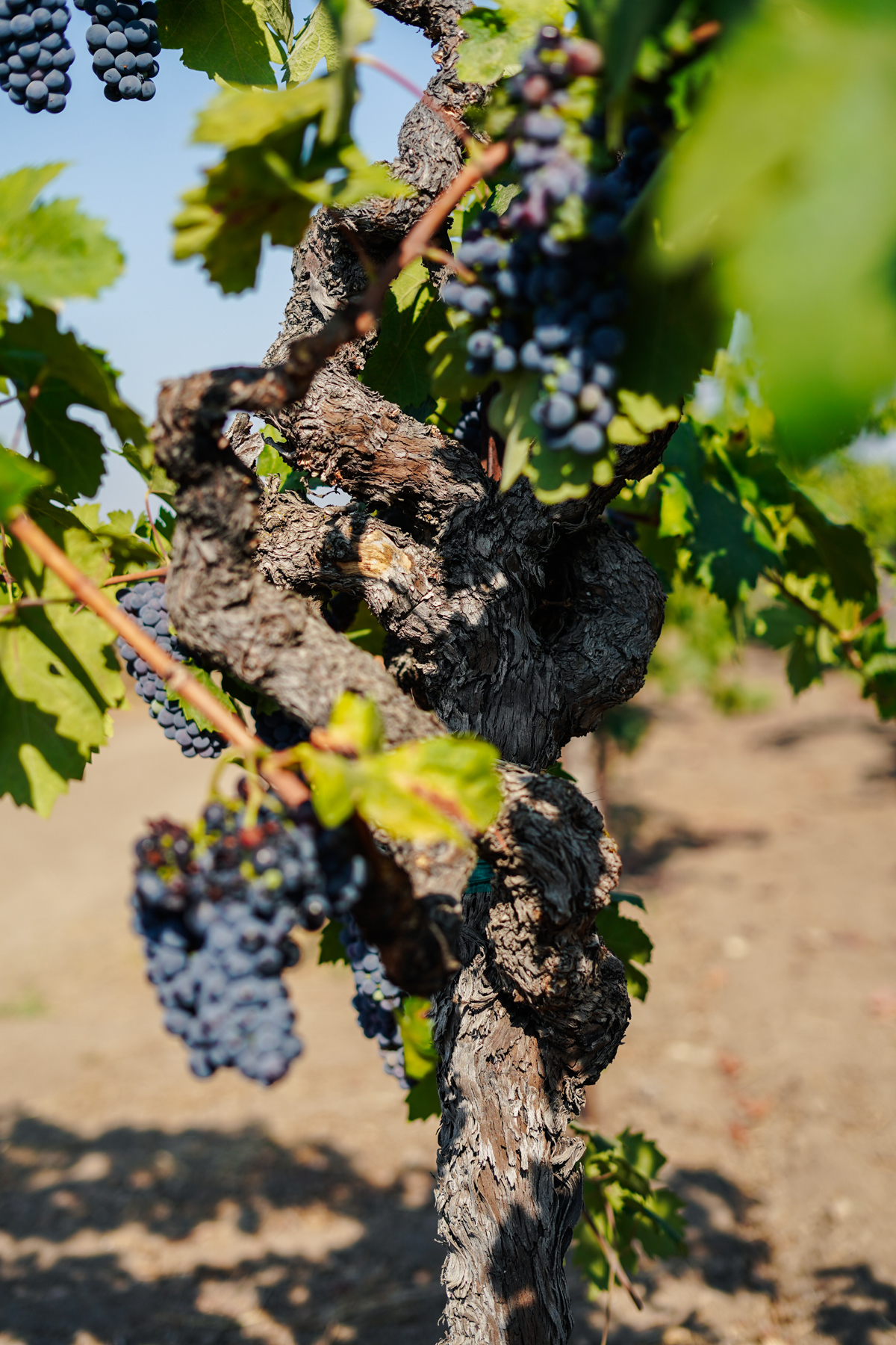 2014 Il Mostro Red Wine — James Cole Winery