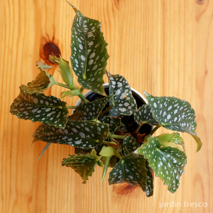 ベゴニア／8cmプラ鉢 - jardin-fresco ハルディンフレスコ