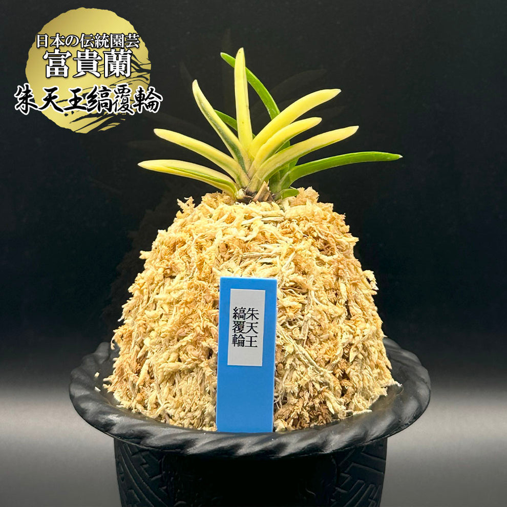 富貴蘭「紫織」（赤花の白黄縞種極上柄株立ち） 富貴蘭「紫織」（赤花