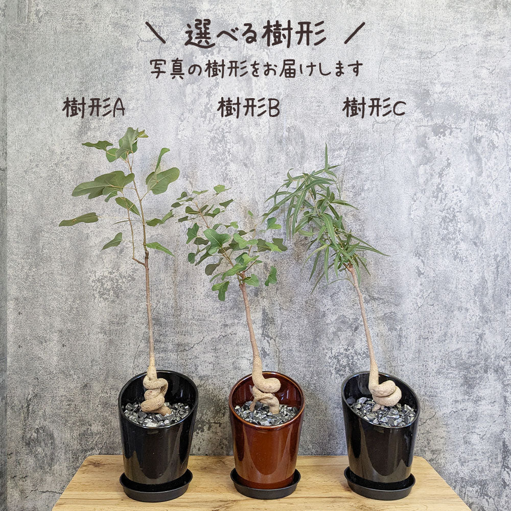 ボトルツリー ブラキキトン ポプルネウス 選べる樹形 6号 陶器鉢 送料