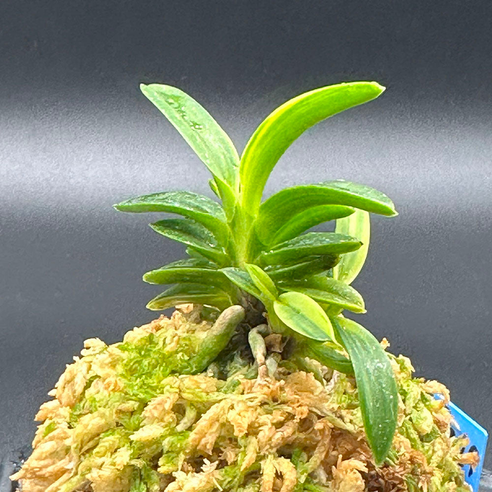 富貴蘭 風蘭 蘭 夢幻錦 むげんにしき 5本立 【現品】 T729 フウキラン