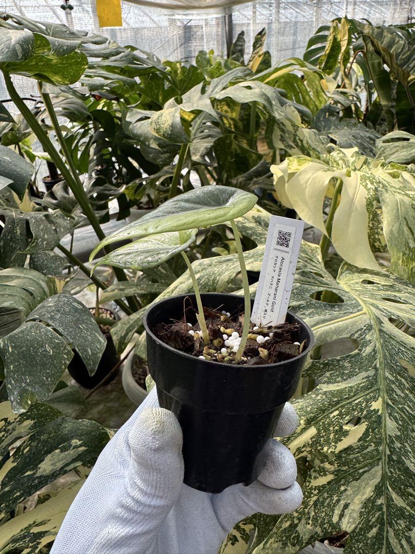 m*o様 11アロカシア マハラニ ゴールド 黄斑入り m*o様 11アロカシア