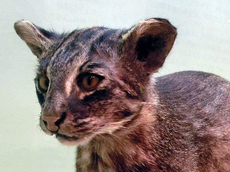 世界遺産・西表島の生き物。イリオモテヤマネコやカンムリワシ、ハブ