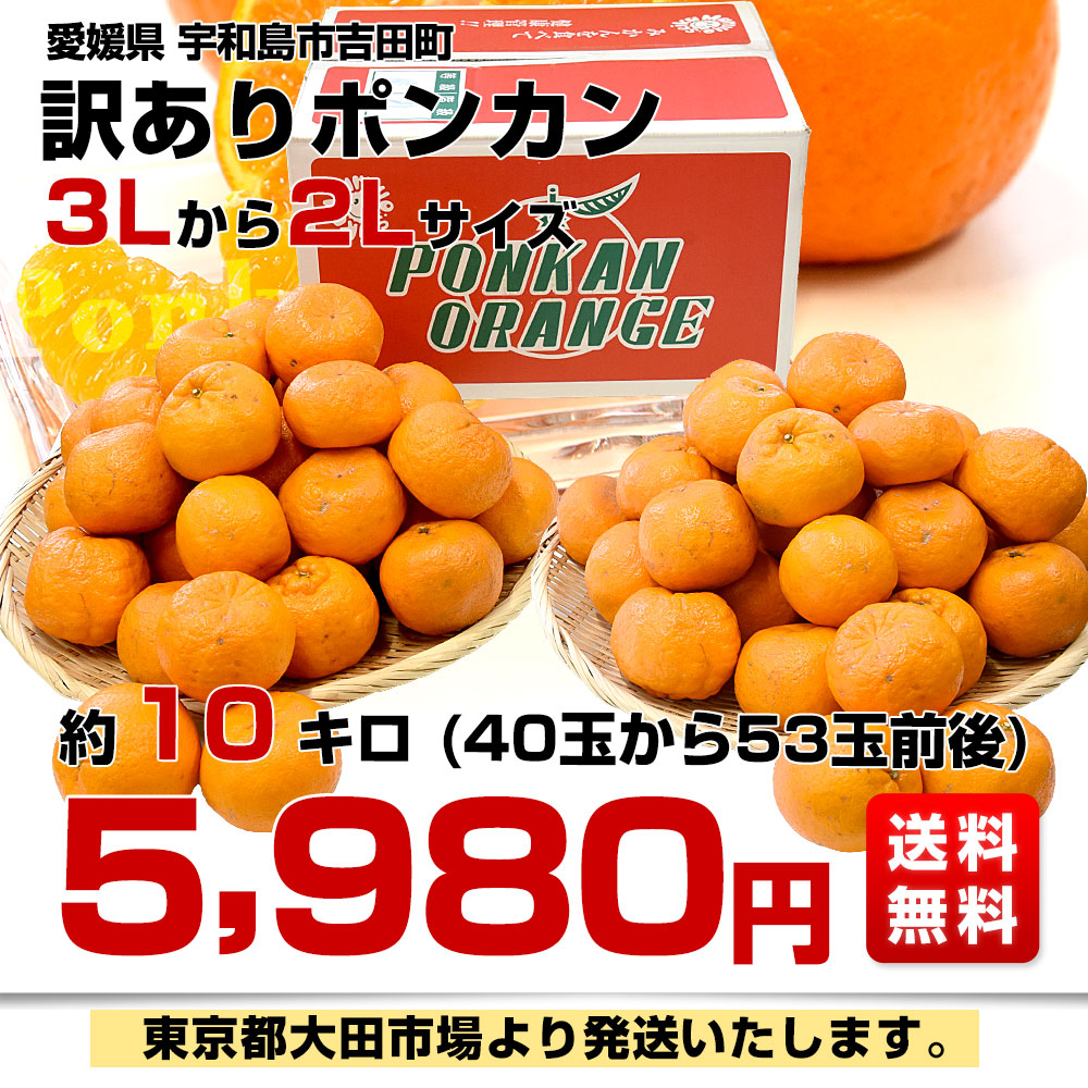 愛媛県 宇和島市吉田町 訳ありポンカン 3Lから2Lサイズ 約10キロ (40玉