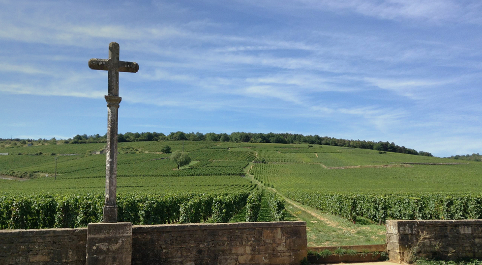 ワイン畑｜フランス旅のシュクレ・サレ ブルゴーニュの美味しい旅