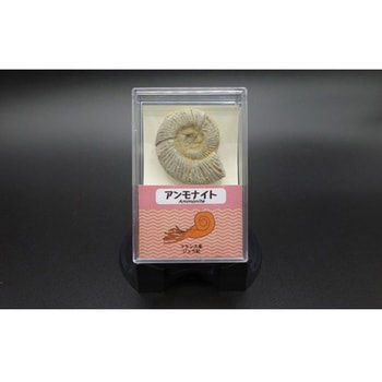 アンモナイト フランス 1個入 1個 大江理工社 【通販モノタロウ】