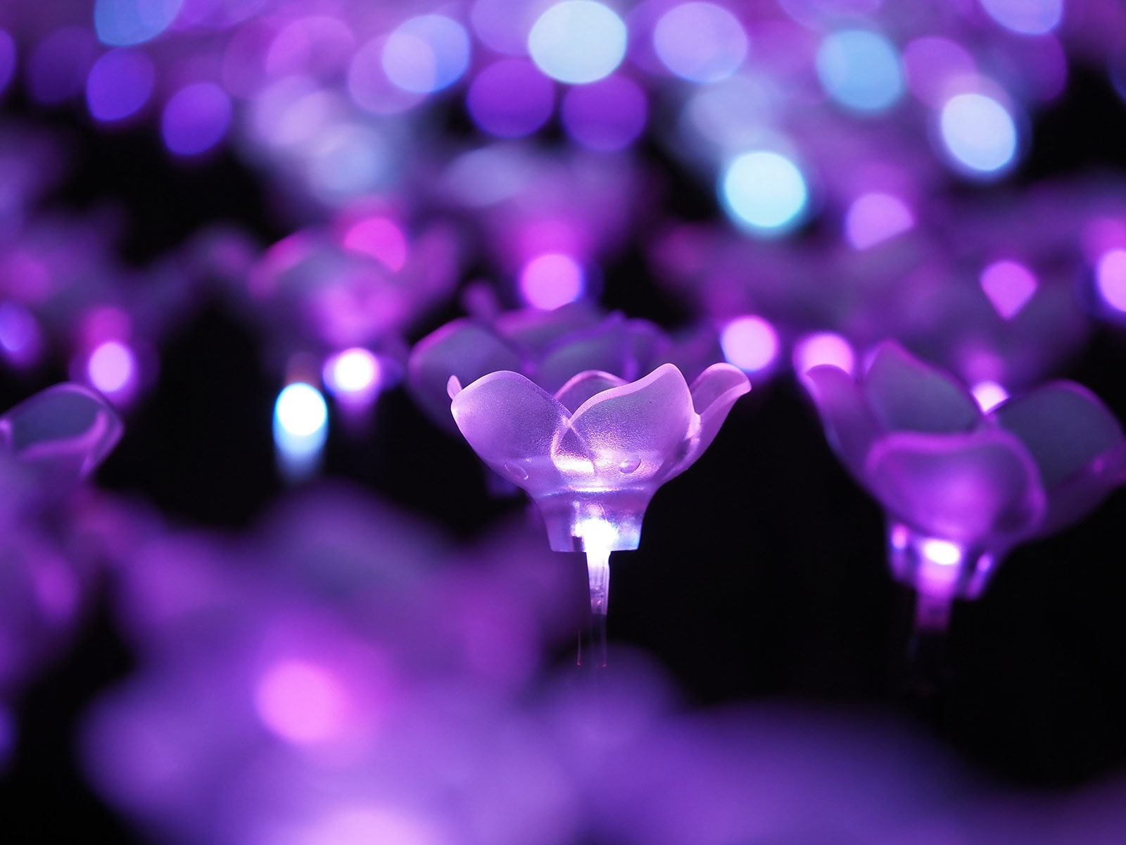 写真家 吉住 志穂 × M.ZUIKO DIGITAL ED 40-150mm F4.0 PRO ～美しい