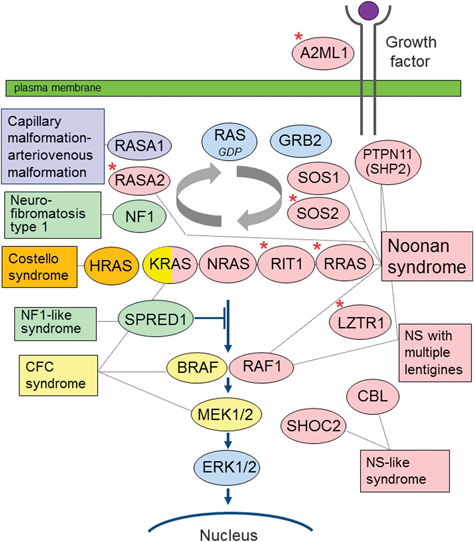 Noonan・RAS/MAPK症候群の小児循環器学Basic