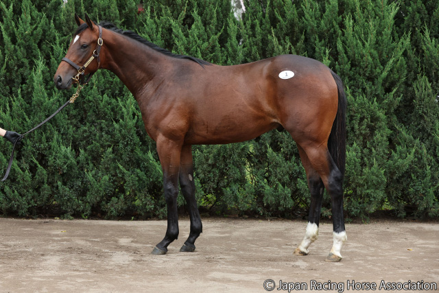 高額取引馬(1歳)｜セレクトセール2022特集｜競馬情報ならJRA-VAN