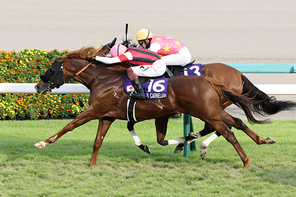 2025年 スプリンターズステークス JRA