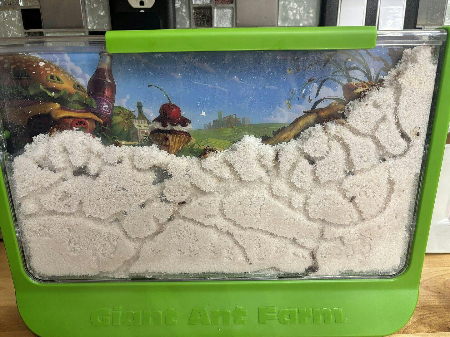 Tube of 25 Live Harvester Ants | Ideal for Ant Mountain™ - Insect Lore