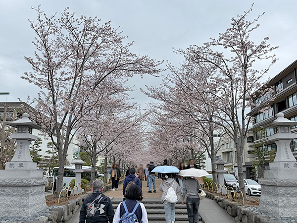 鎌倉Today | 定点観測〜段葛編