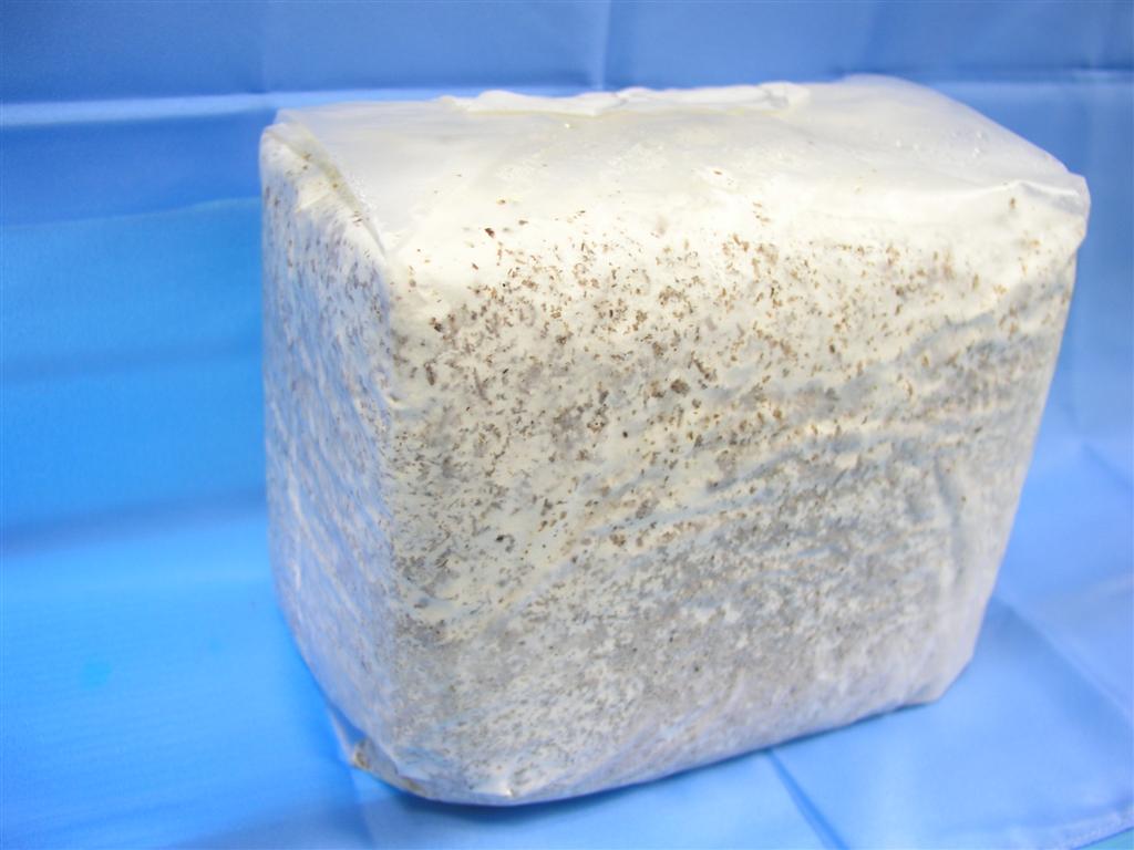 S8カンタケ ブロック - 神長きのこ園