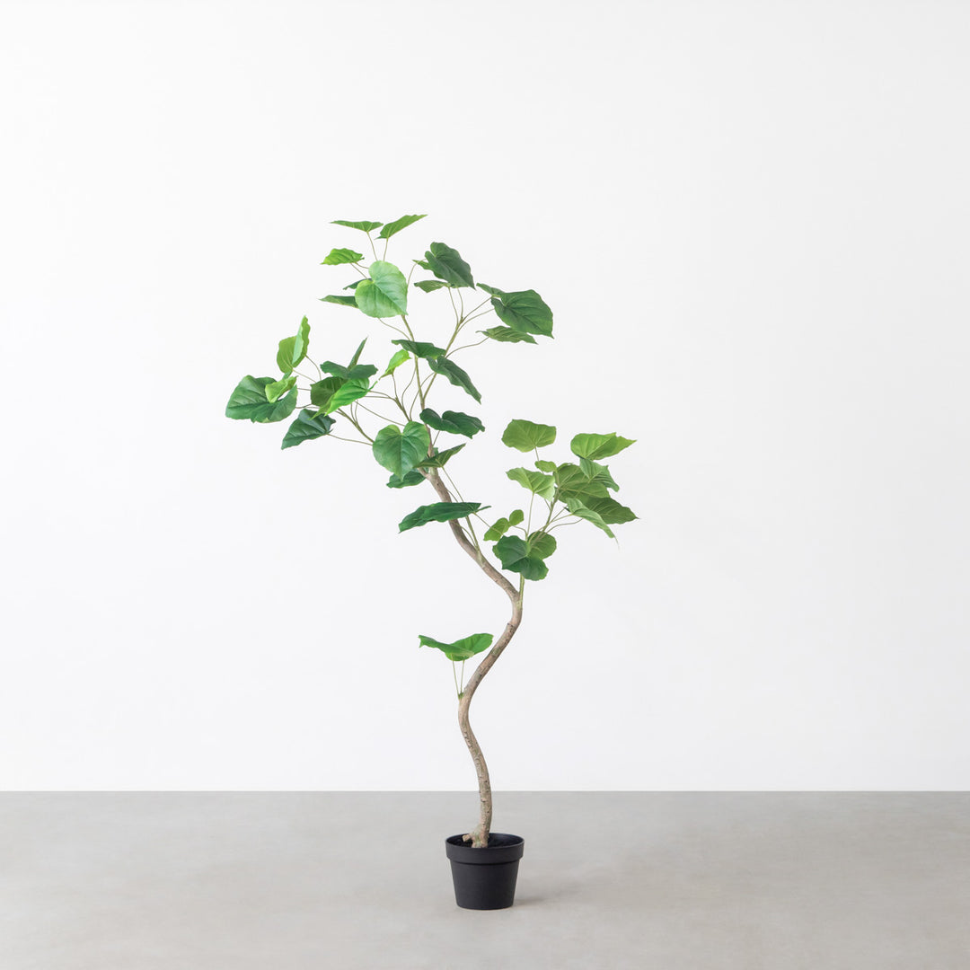 Artificial - Green フェイクグリーン ウンベラータ – KANADEMONO