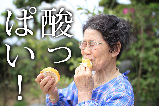 夏みかん｜夏みかん宅配｜夏みかんなら観音山フルーツガーデン