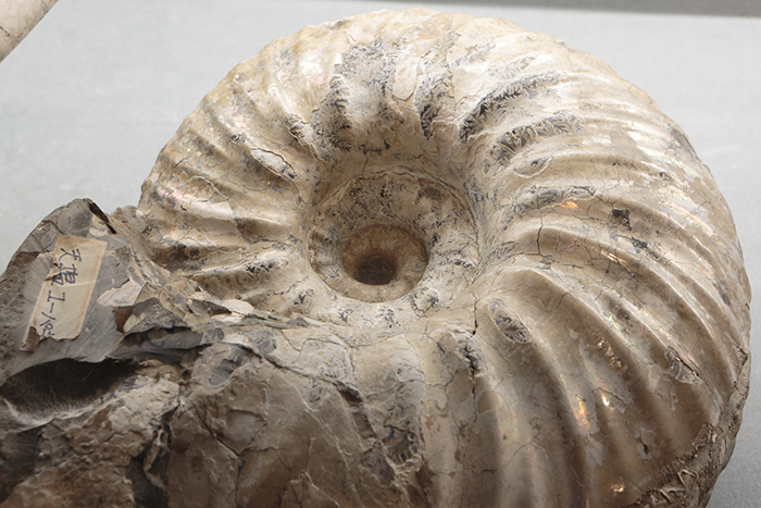 三笠ジオパーク｜特集｜北海道マガジン「カイ」