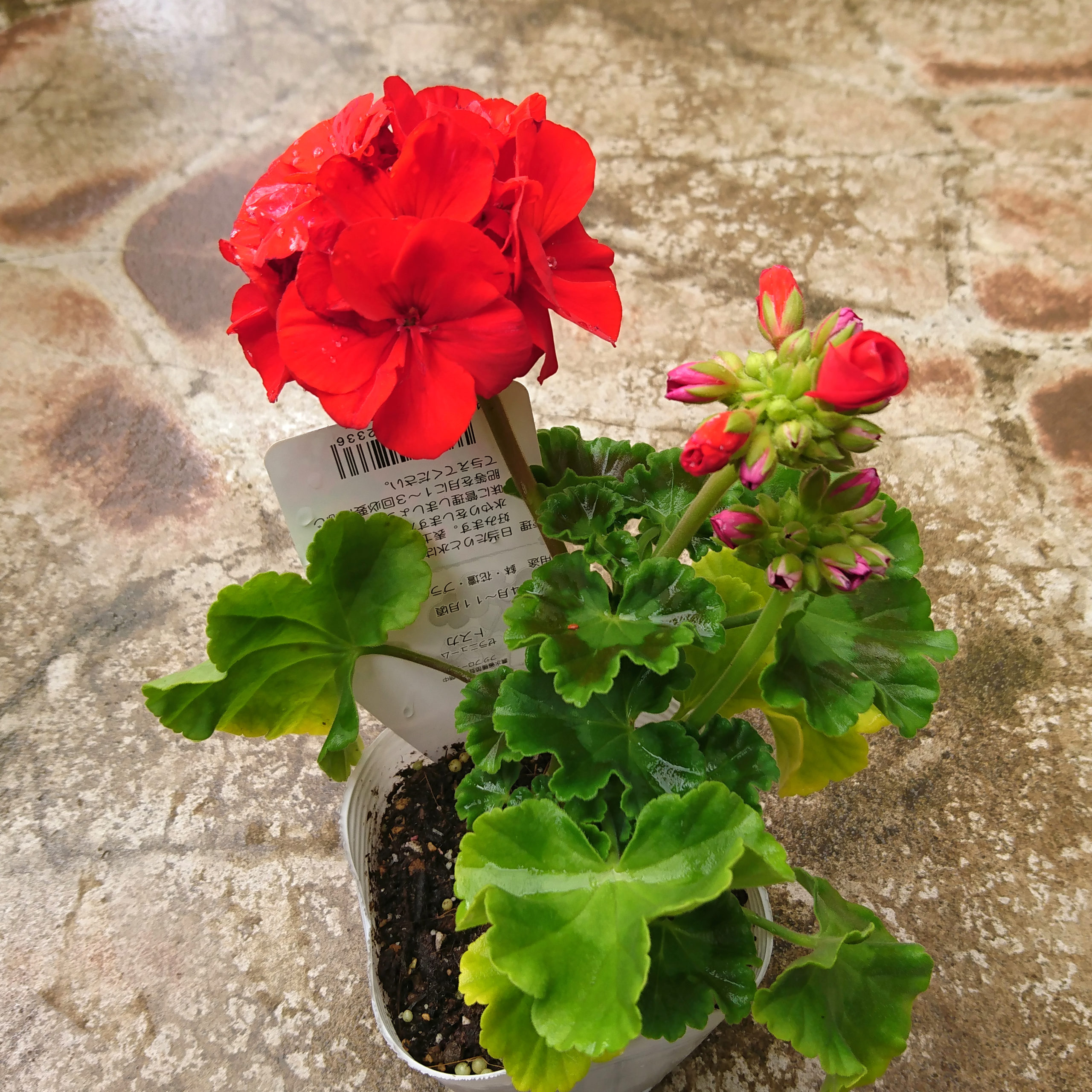 八重咲きで豪華な ゼラニウム『トスカーナ』 – 福井のフラワーショップ