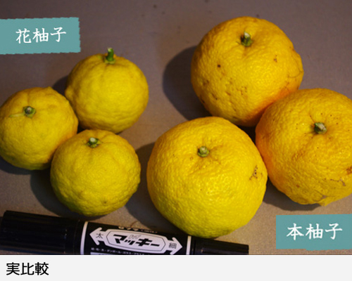 柑橘類 ユズ(柚子) 本柚子(ほんゆず)地中ポット苗 - 果樹苗・大苗