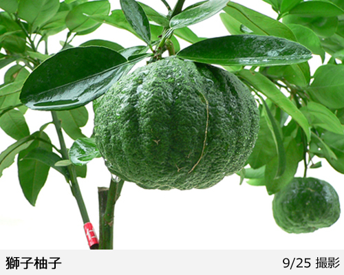 柑橘類 獅子柚子(ししゆず・おにゆ)の地掘大苗 - 果樹苗・大苗・苗木