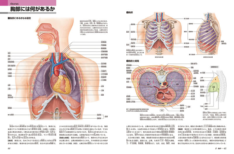 新版からだの地図帳｜The Atlas of the Human Body｜講談社