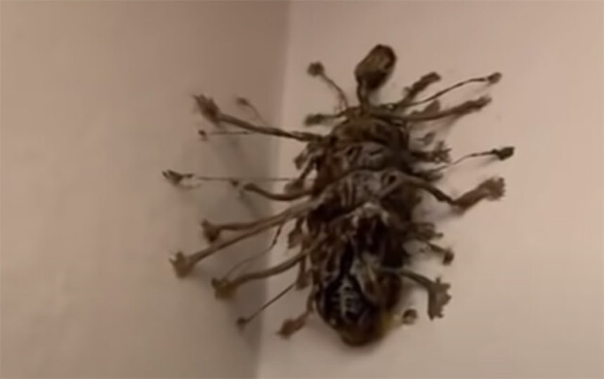 無数の脚で壁に張り付きうごめくこの謎生物はいったい？（謎生物出演中