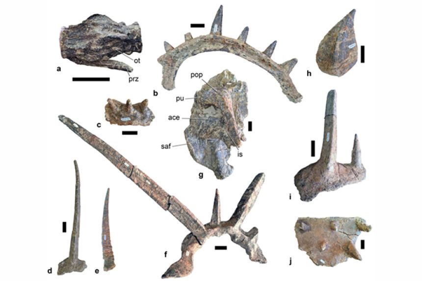 トゲトゲのパンクロックな最古のアンキロサウルス類の新種、モロッコで