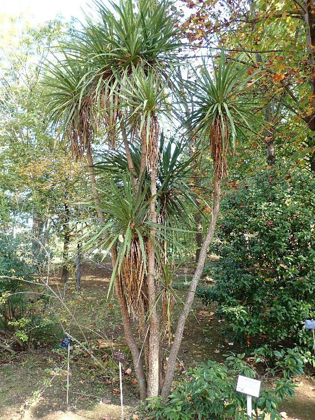 ニオイシュロラン(コルディリネ)