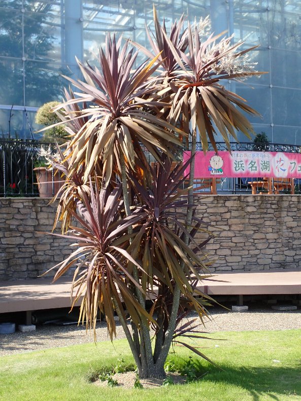 ニオイシュロラン(コルディリネ)