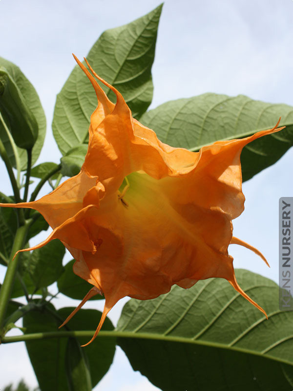 Langenbuscher Garten Angel Trumpet – Kens-Nursery