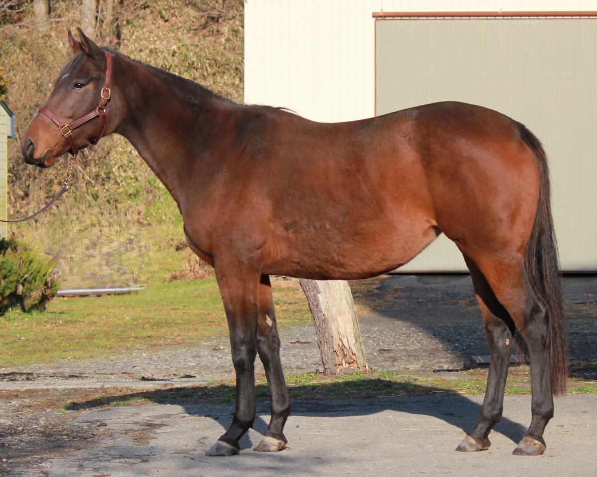 マホウノランプ 牝3歳 ※繁殖牝馬 （受胎：ジャックドール