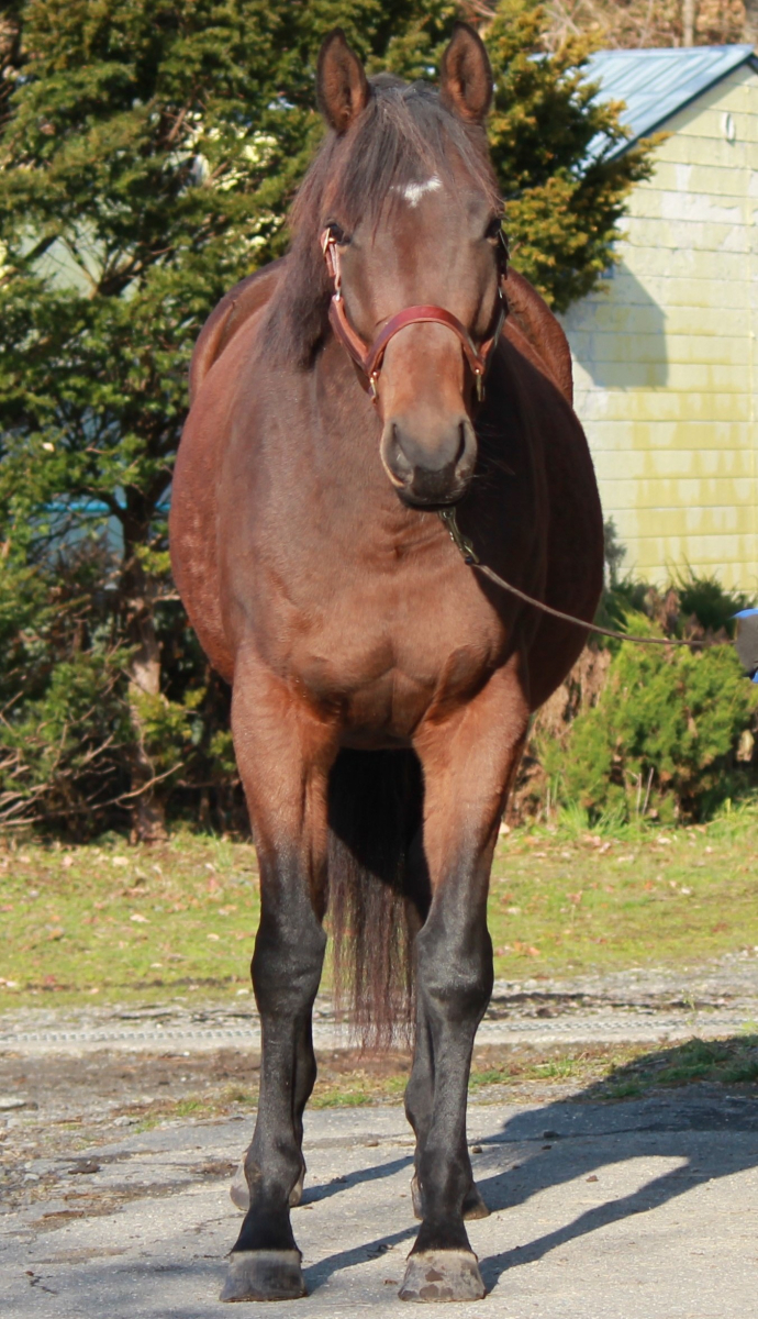 マホウノランプ 牝3歳 ※繁殖牝馬 （受胎：ジャックドール