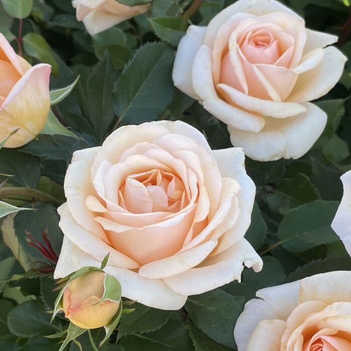 ここねいろ]秋苗｜バラと庭あそび京阪園芸公式ショップ