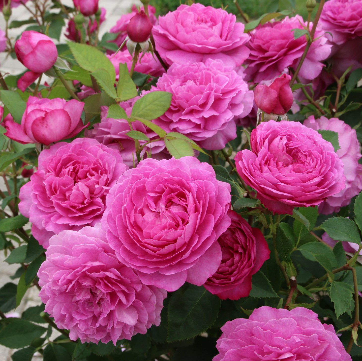 フィネス]秋苗｜バラと庭あそび京阪園芸公式ショップ