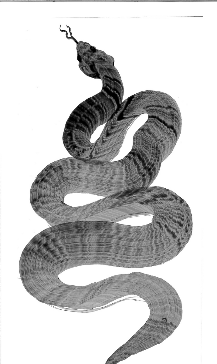 惠水作「2025年度書初め・一筆蛇」 – KEISUI ART STUDIO